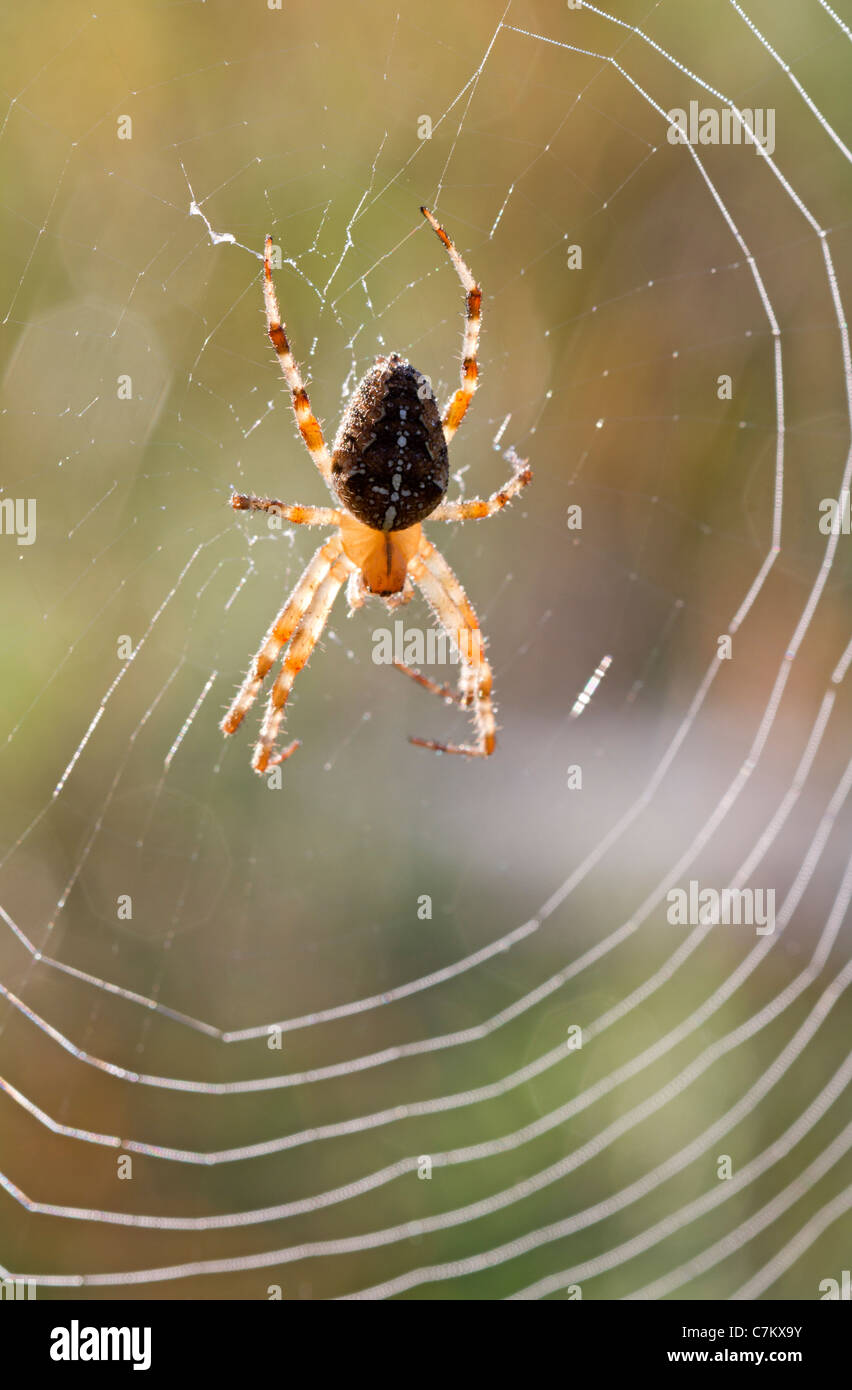 Garden spider (Araneus diadematus) Stock Photo