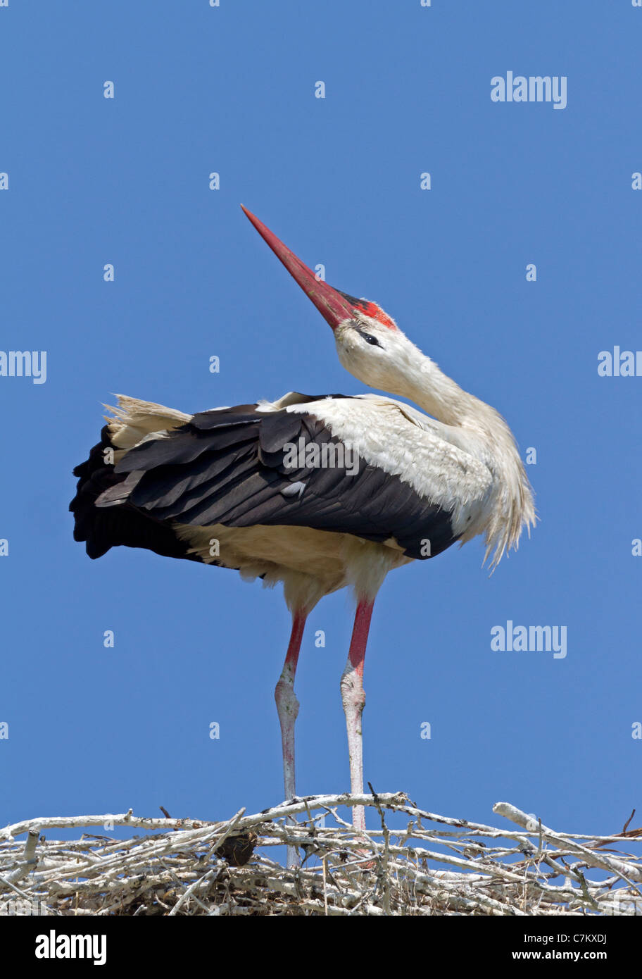 Clattering White stork (Ciconia ciconia Stock Photo - Alamy