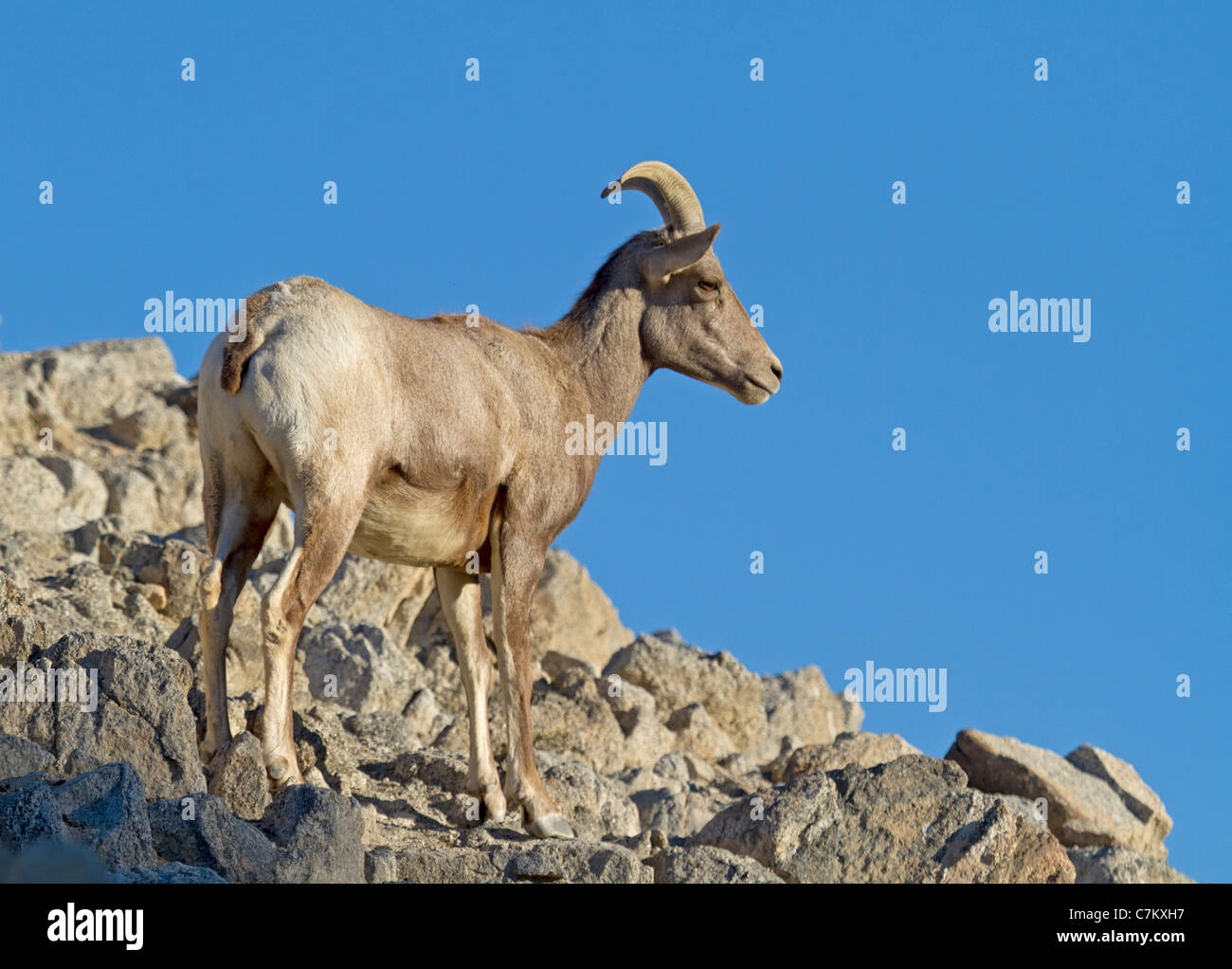 Bighorn with blue sky (Ovis canadensis) Stock Photo