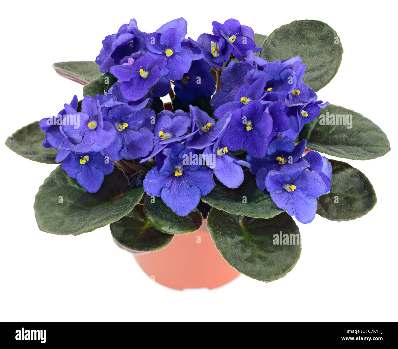 Potted African Violet (Saintpaulia ionantha) isolated on white background Stock Photo