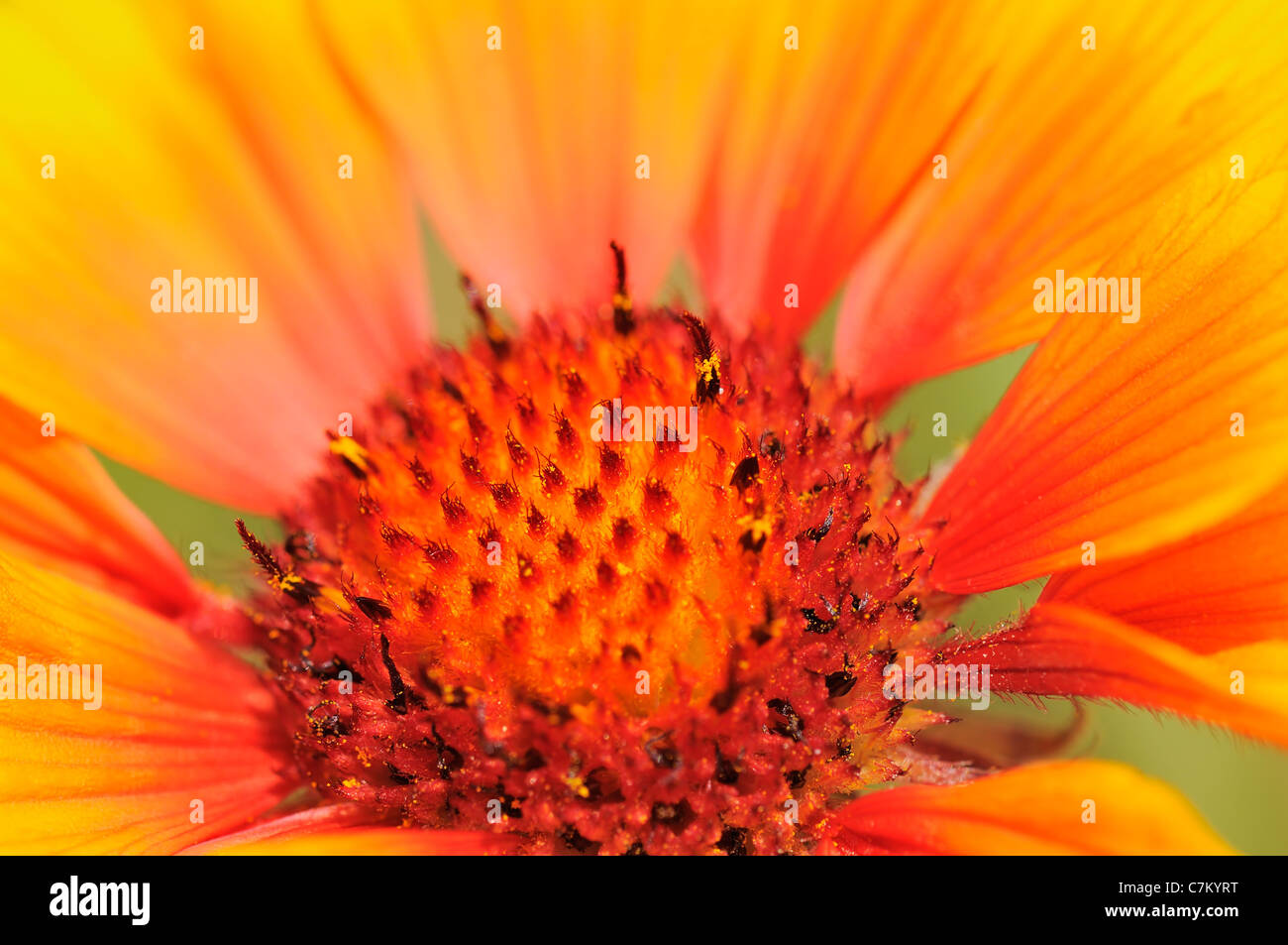 Closeup from cockade flowers (Gaillardia) Stock Photo