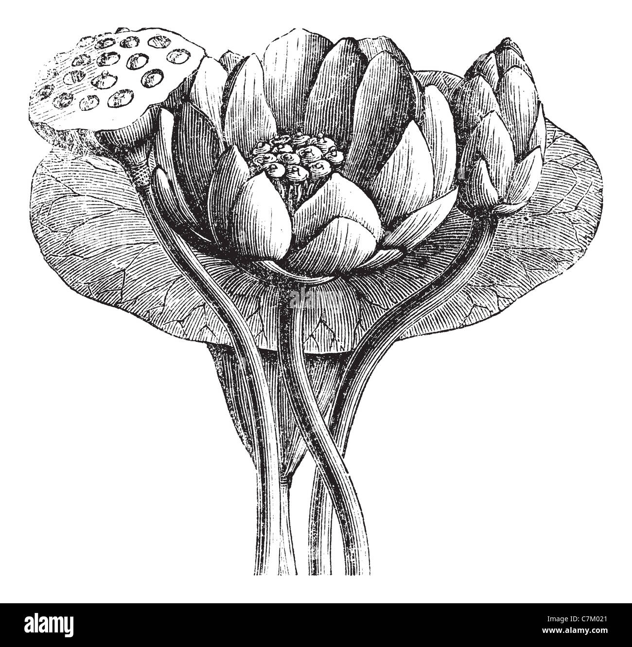 American Lotus or Nelumbo lutea, vintage engraved illustration. Trousset encyclopedia (1886 - 1891). Stock Photo