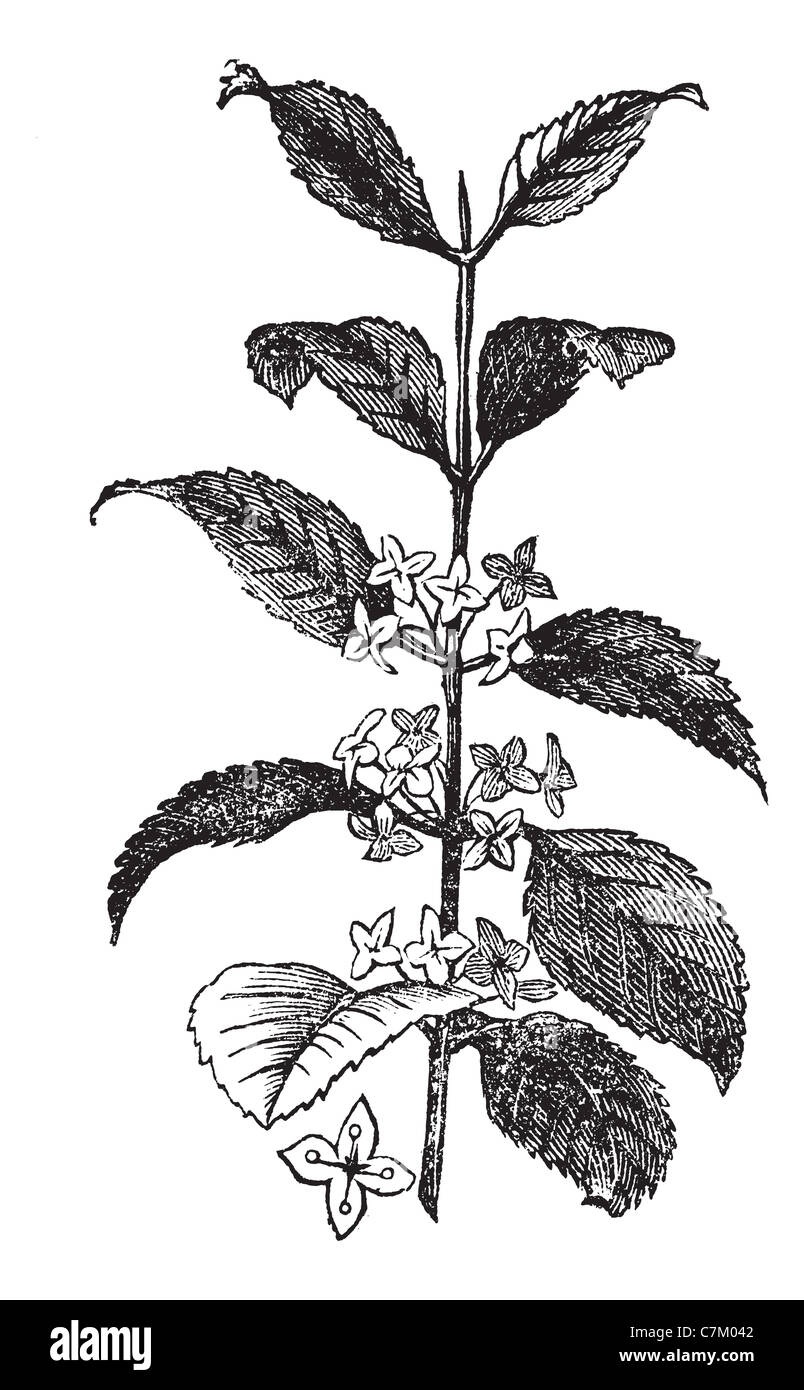 Buckthorn or Rhamnus cathartica, vintage engraved illustration. Trousset encyclopedia (1886 - 1891). Stock Photo