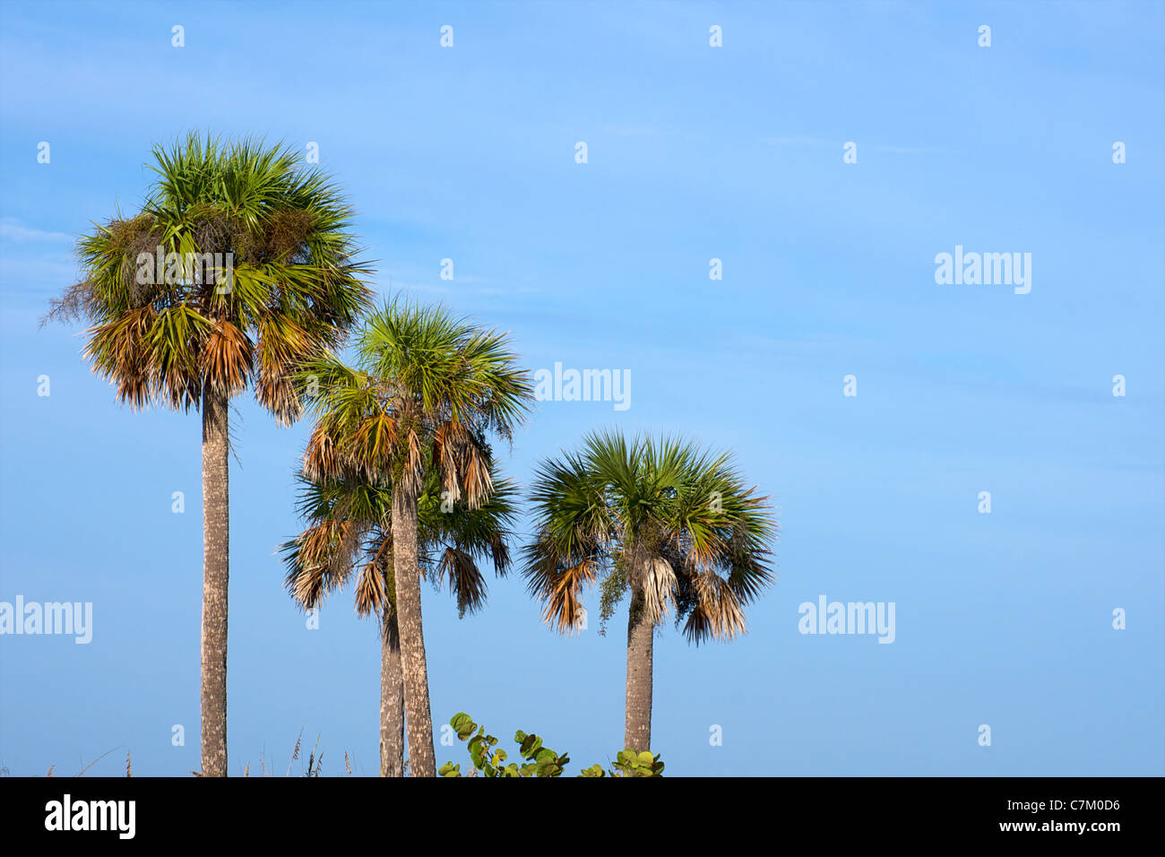 Looking Up At Tall Palm Trees In Florida With Tall Sea Grass In The Stock Photo Alamy