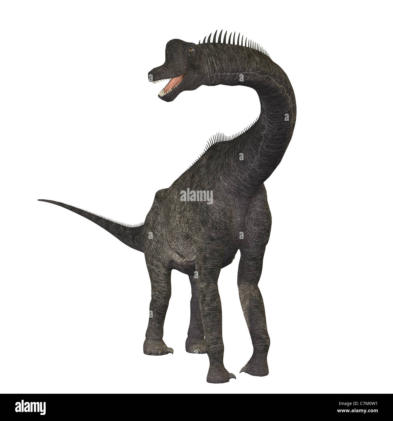 The Brachiosaurus dinosaur was a sauropod from the Jurassic Period. Stock Photo