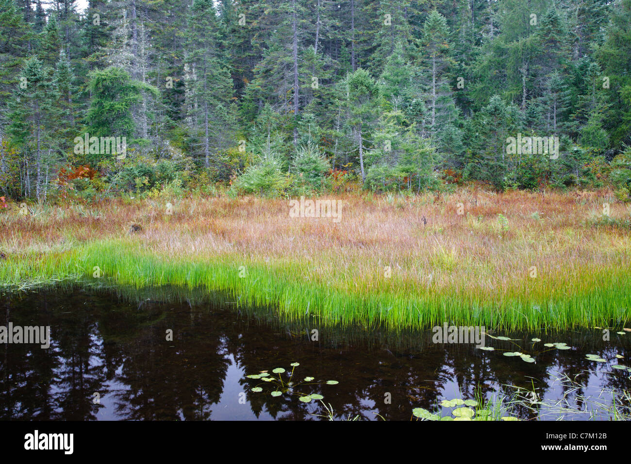 Wetlands area in Victory Basin Wildlife Management Area in Victory