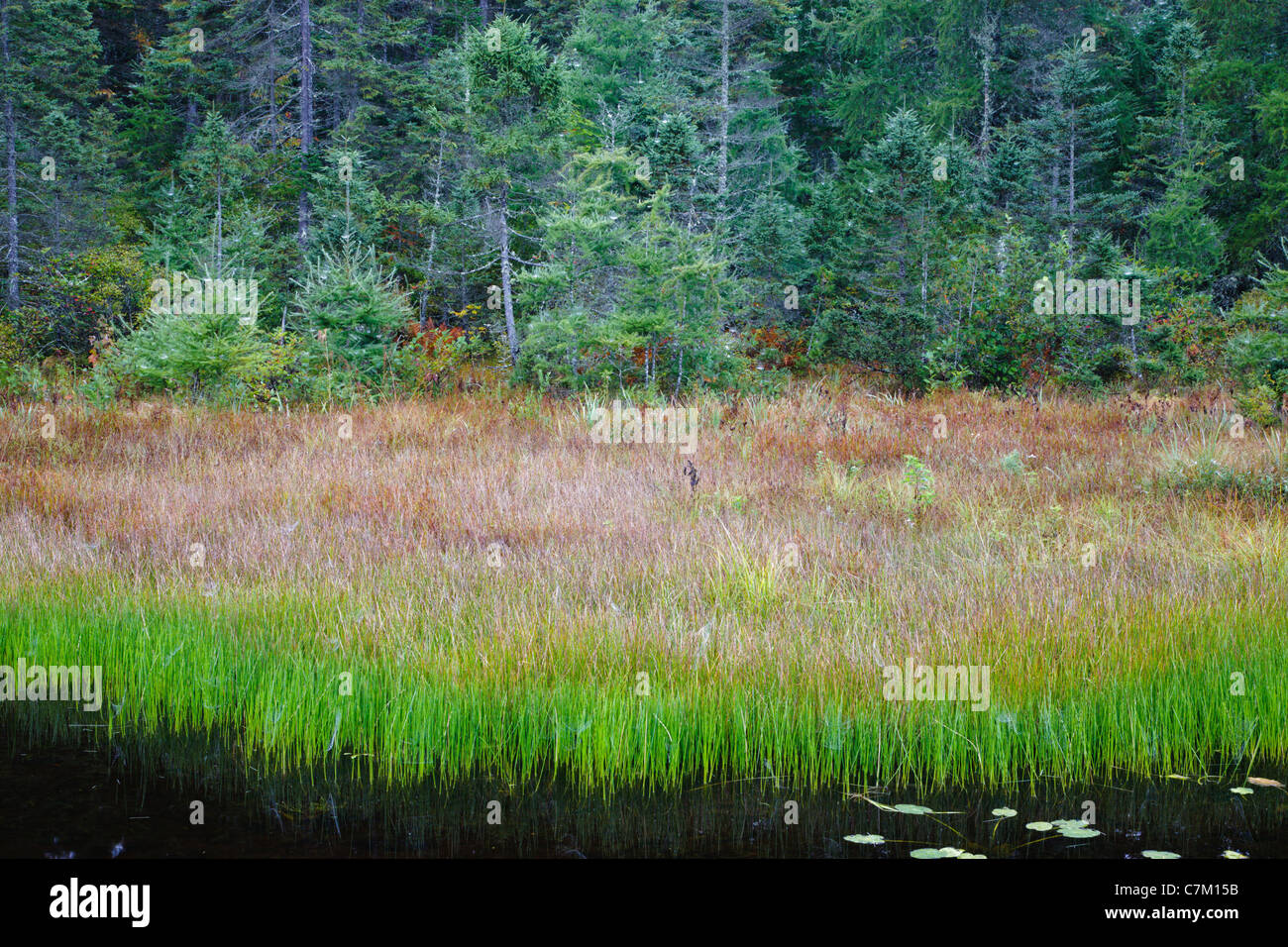 Wetlands area in Victory Basin Wildlife Management Area in Victory