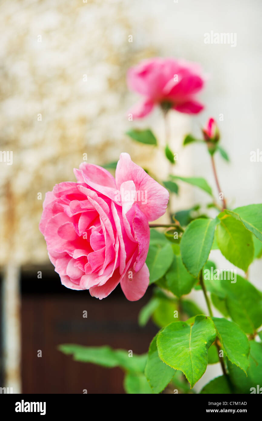 Pink Roses Outside Stone wall old houses hi-res stock photography and images - Alamy