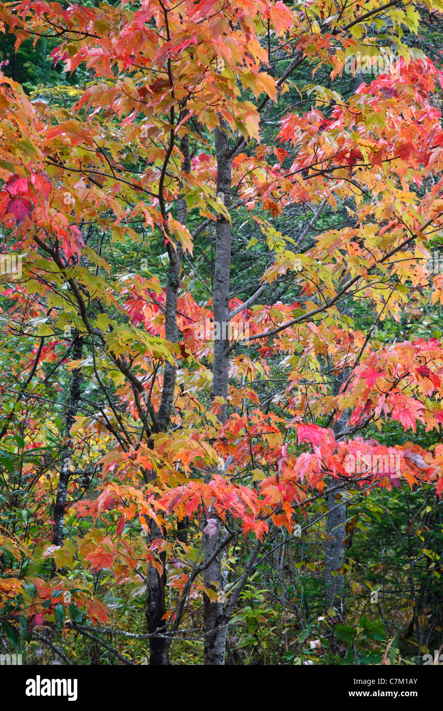 Maple tree in wetlands area of Victory Basin Wildlife Management Area