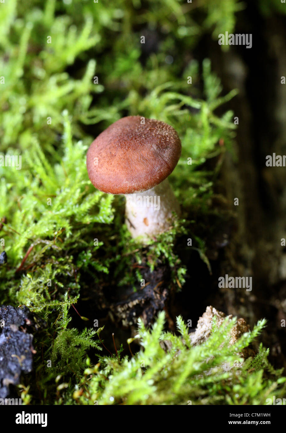 Bulbous Honey Fungus, Armillaria gallica, Physalacriaceae. Syn. A. lutea, A. bulbosa. Stock Photo