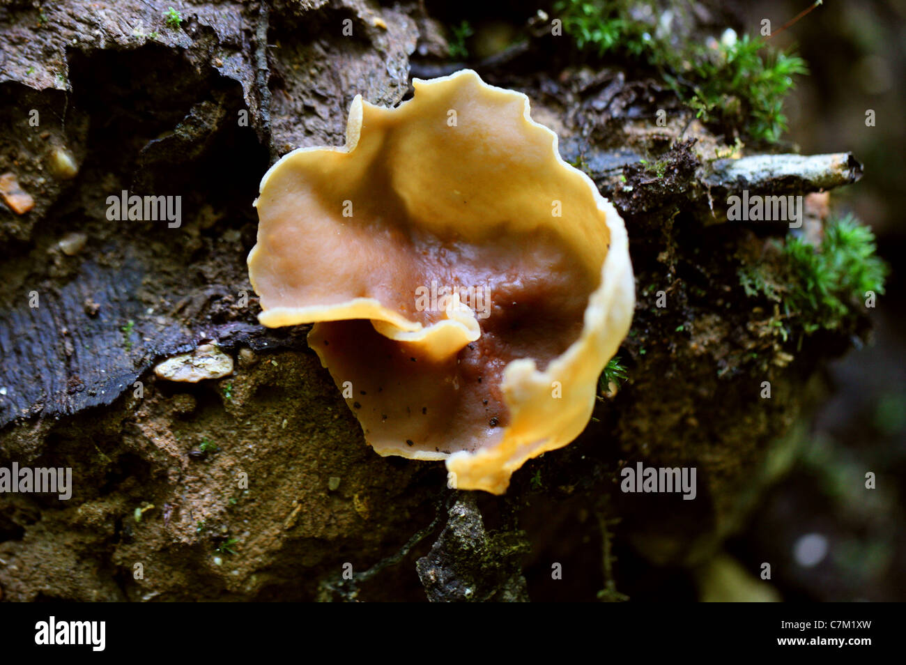 Cup Fungus, Peziza micropus, Pezizaceae. Whippendell Woods, Hertfordshire. Stock Photo