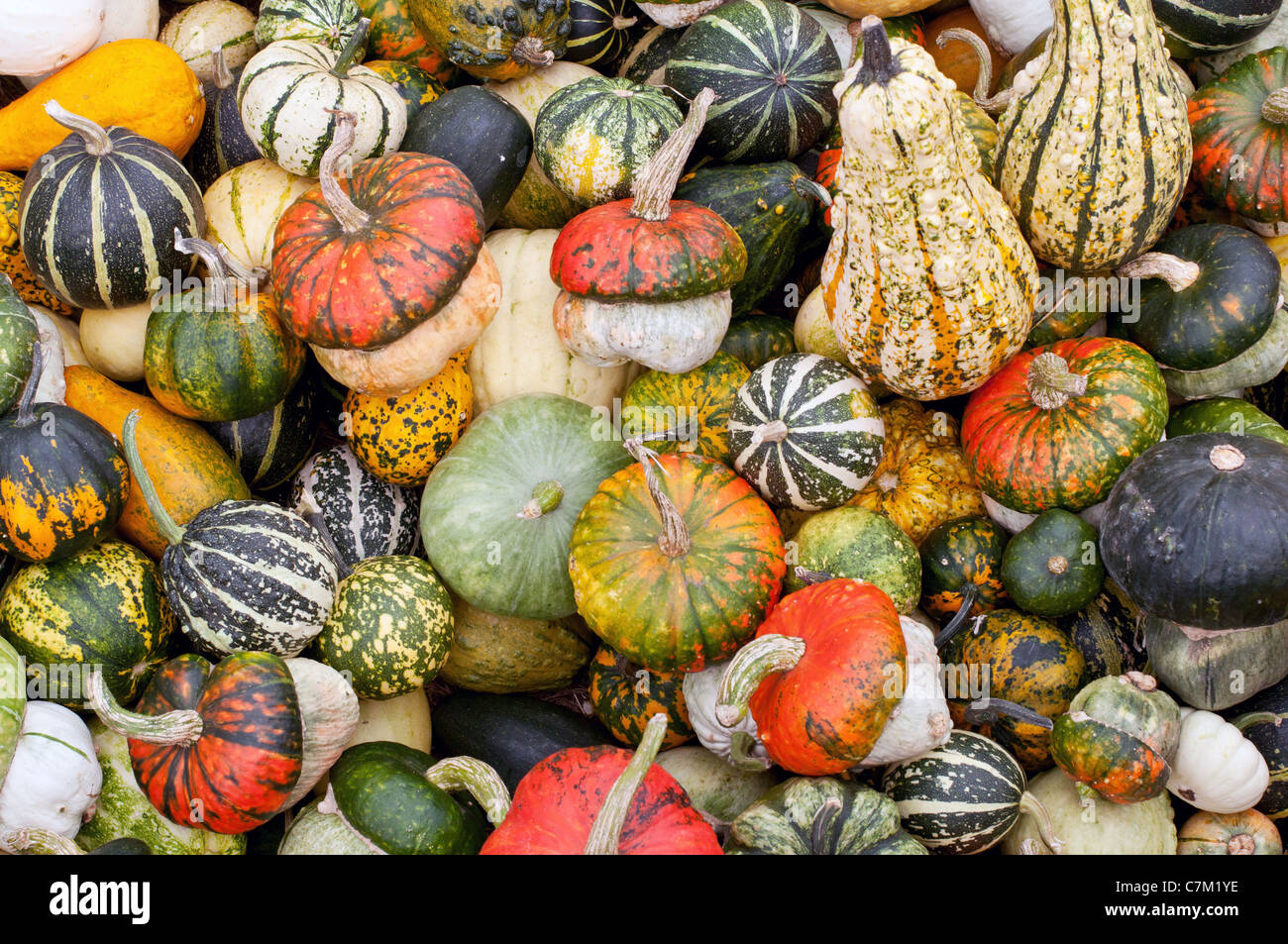 Colorful pumpkins assortment on the market Stock Photo