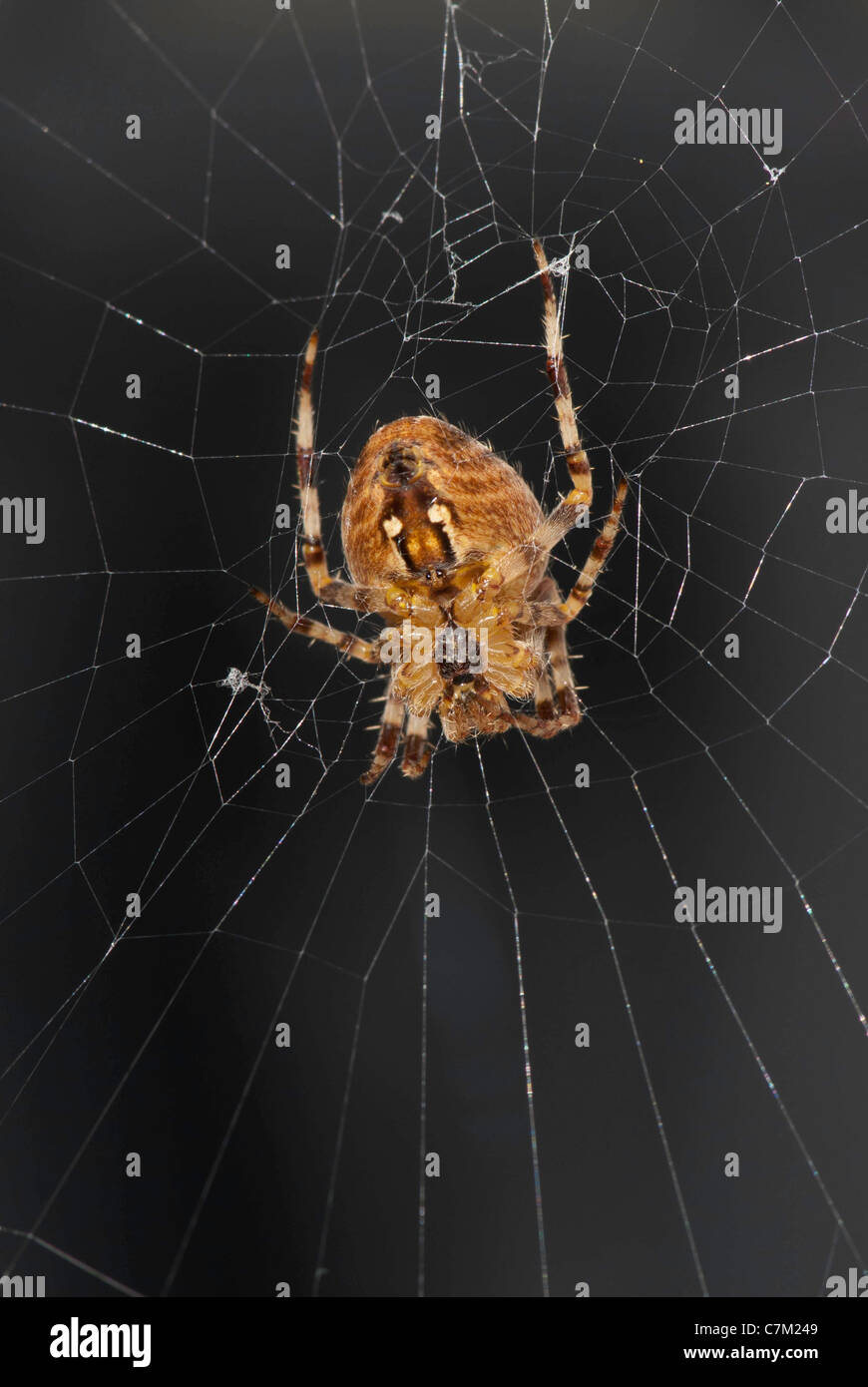 Close up of European garden spider (Araneus diadematus Stock Photo - Alamy
