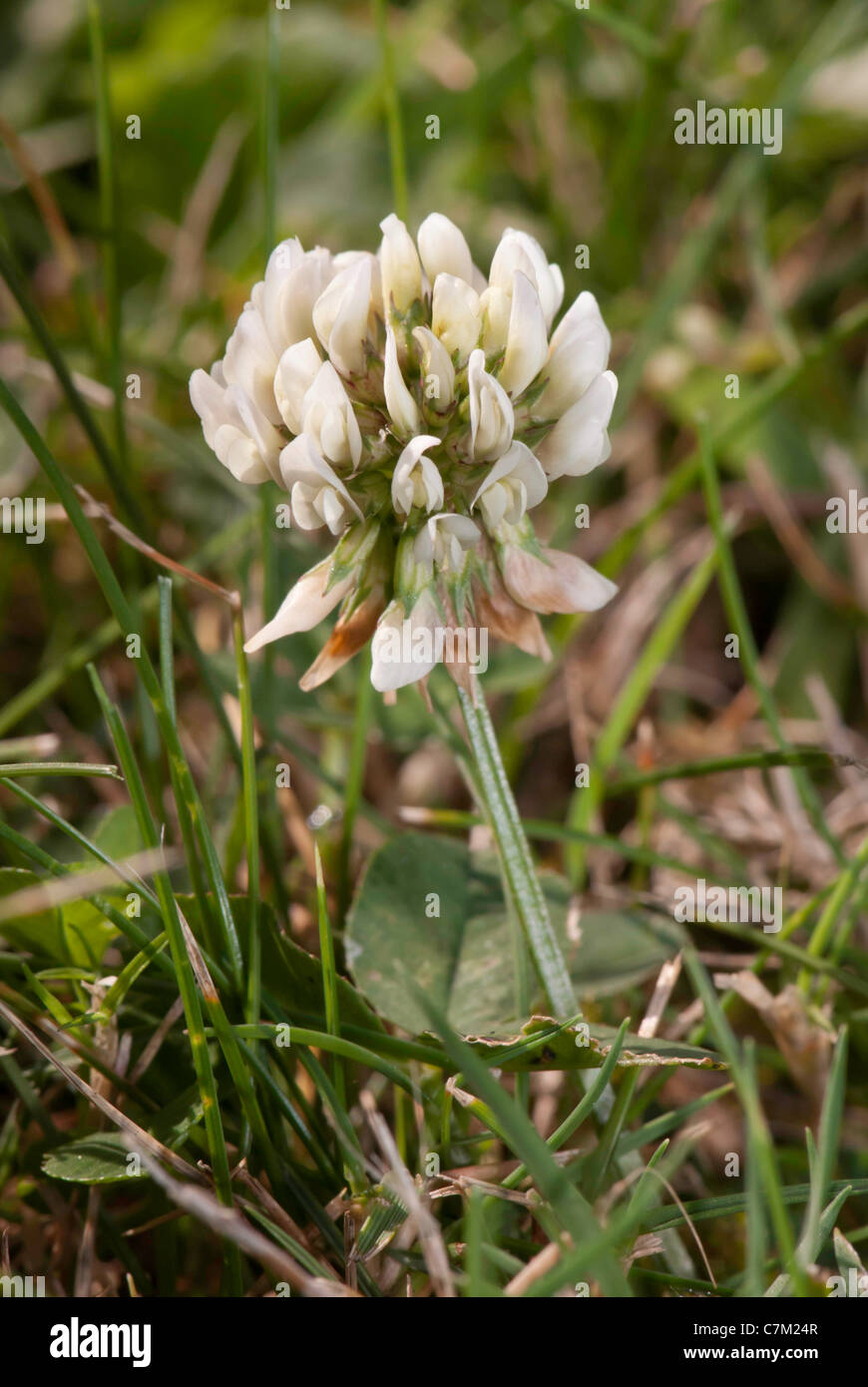 Close up of white clover flower (Trifolium repens) Stock Photo