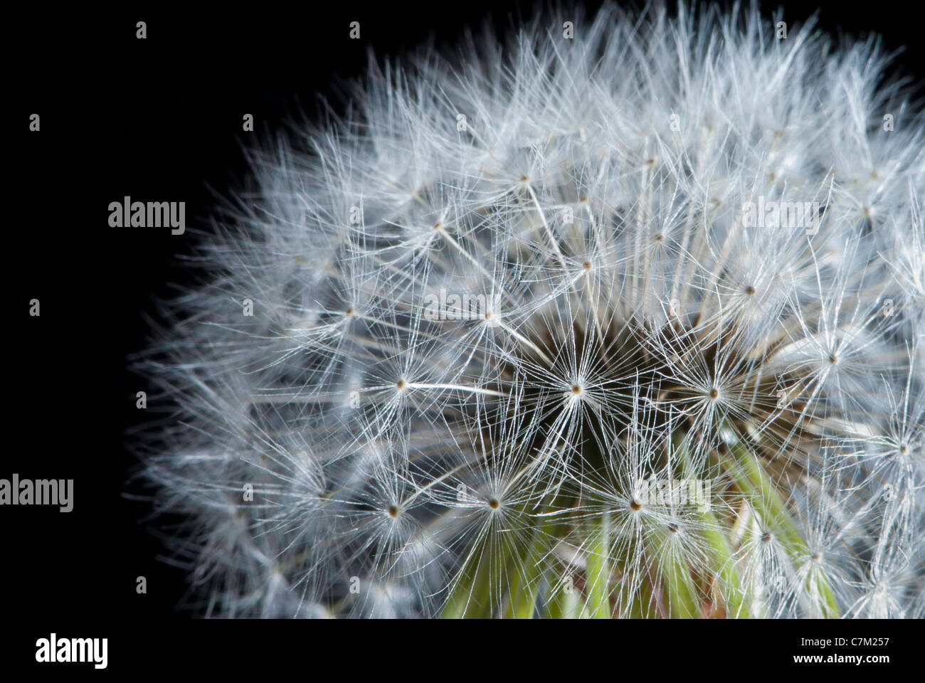 Close up of Dandelion seed head [Taraxacum officinalis] Stock Photo
