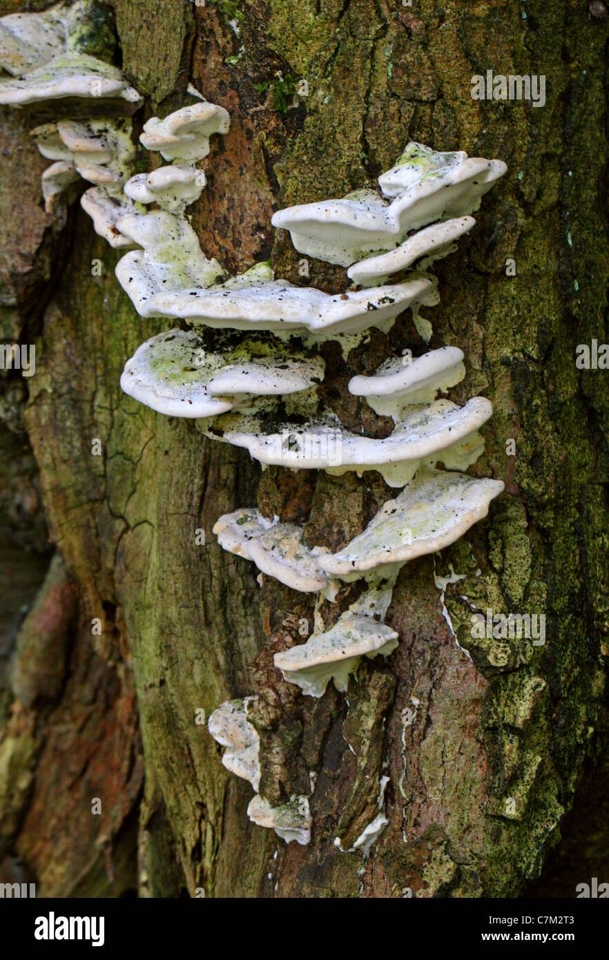 Lumpy Bracket Fungus, Trametes gibbosa, Polyporaceae. aka Pseudotrametes gibbosa, Daedalea gibbosa, Polyporus gibbosus. Stock Photo