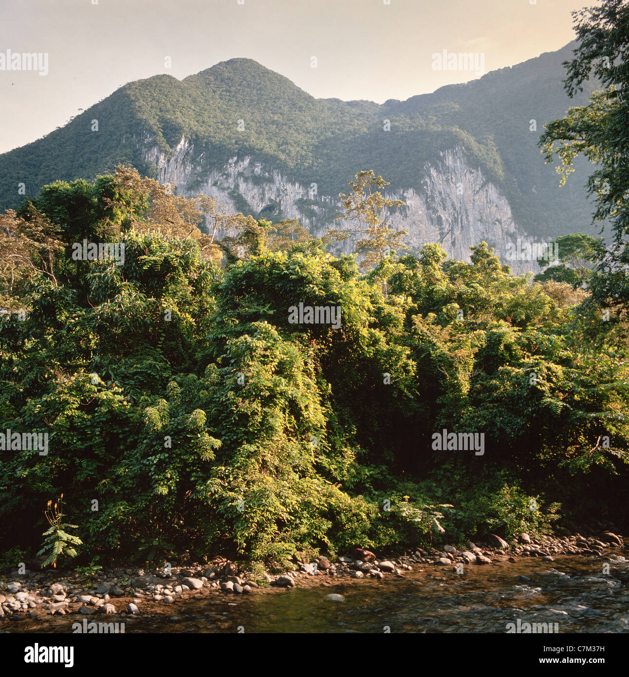 Gunung Banarat, Near camp 5, Mulu National Park, Sarawak, Borneo, East malaysia Stock Photo