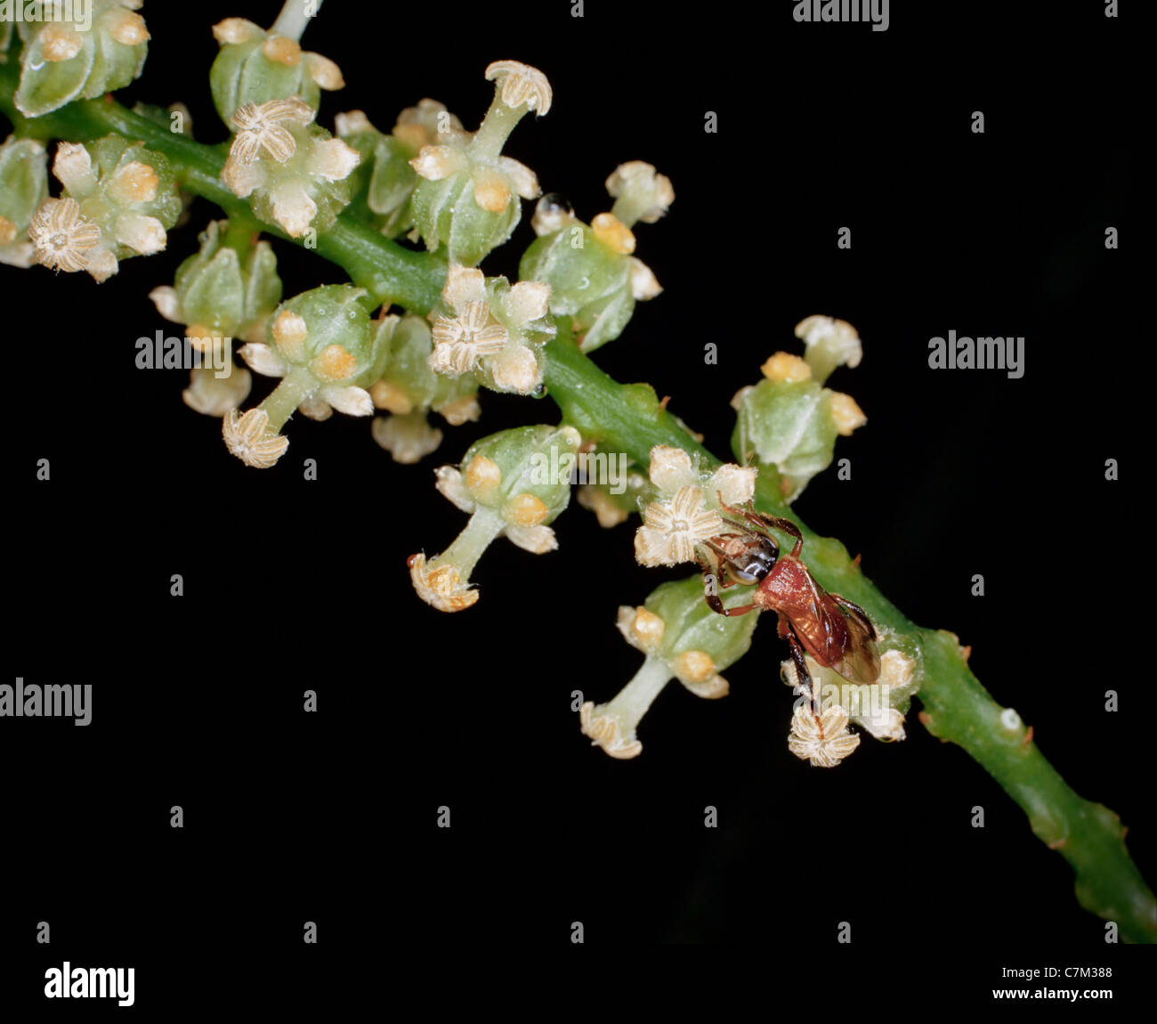 Forest tiny orchid flowers with pollinating bee, Mulu National Park, Sarawak, Borneo, East Malaysia Stock Photo
