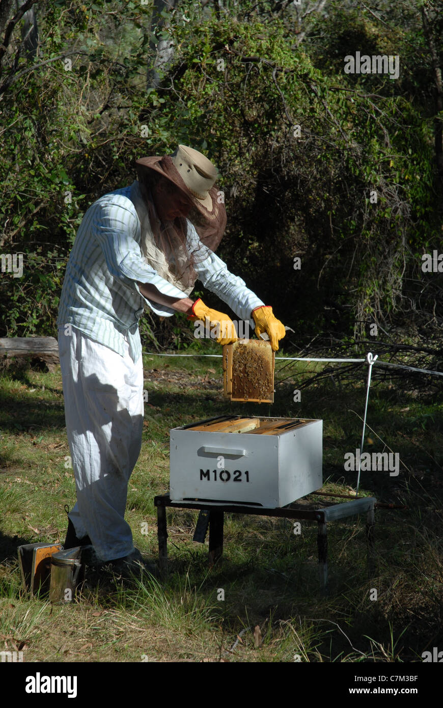 beekeeper tending to honey bees, Queensland, Australia Stock Photo Alamy
