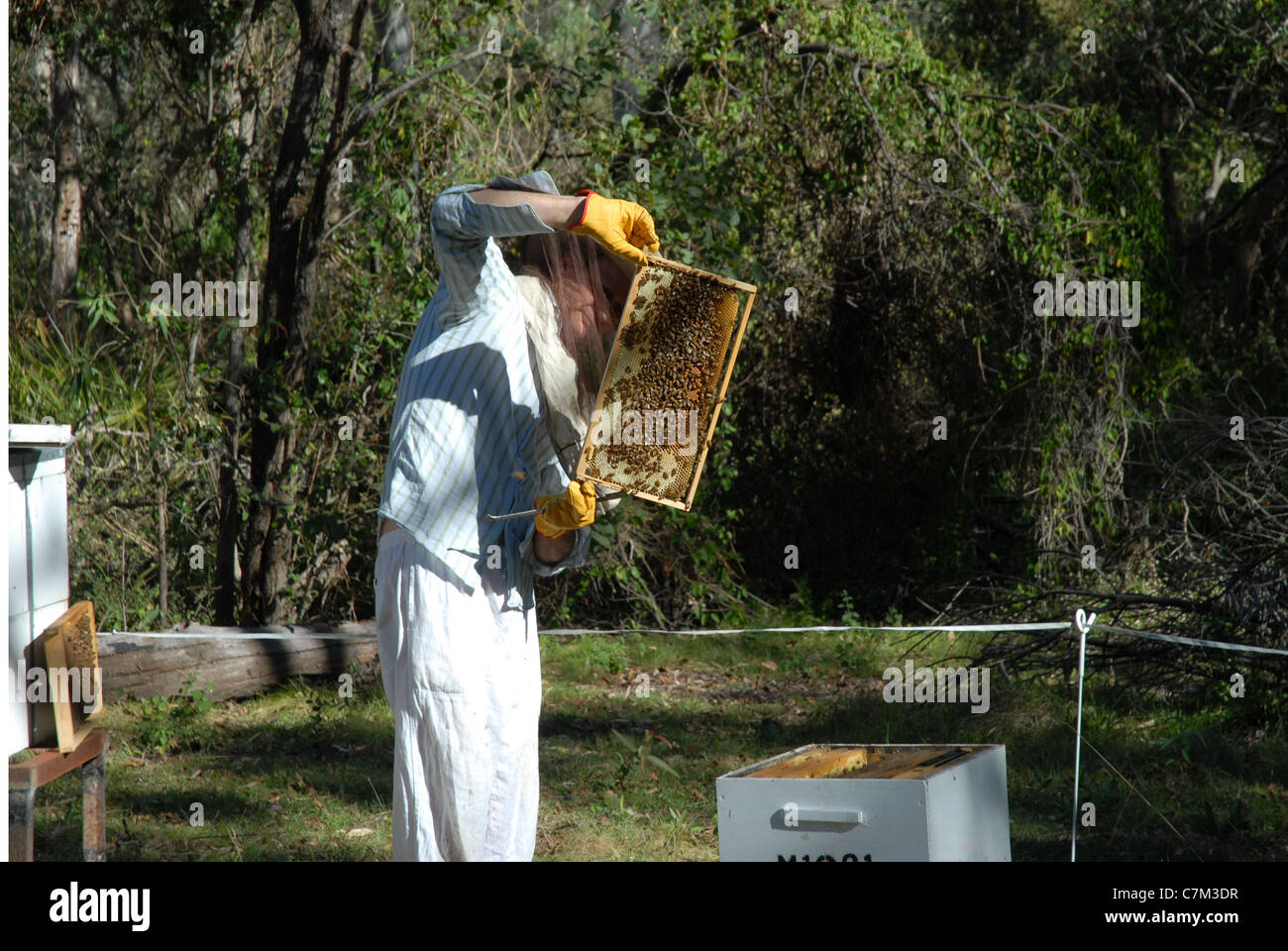 beekeeper tending to honey bees, Queensland, Australia Stock Photo Alamy