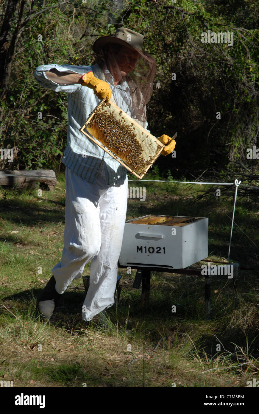 beekeeper tending to honey bees, Queensland, Australia Stock Photo Alamy