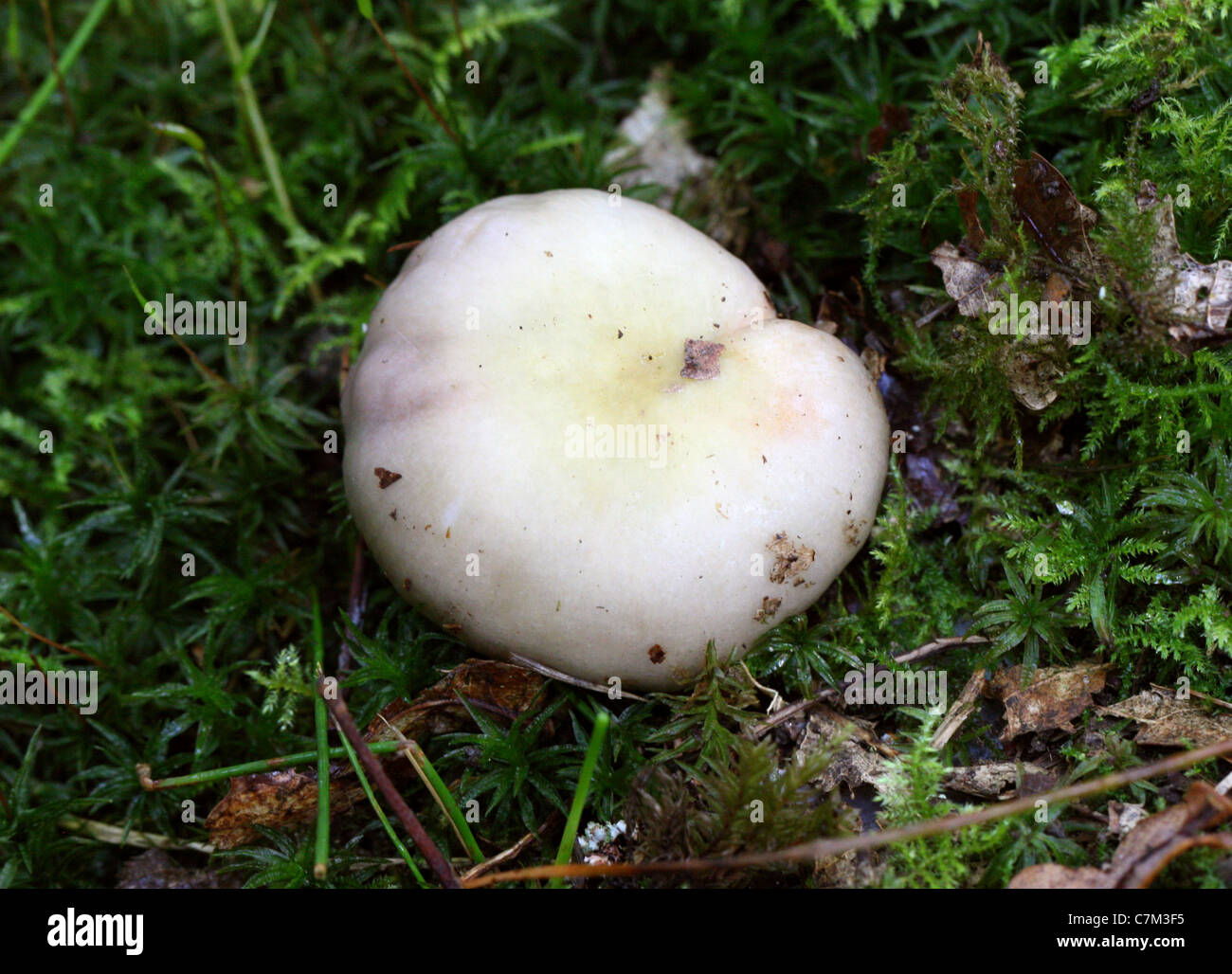 Milkcap, Lactarius uvidus, Russulaceae. Stock Photo