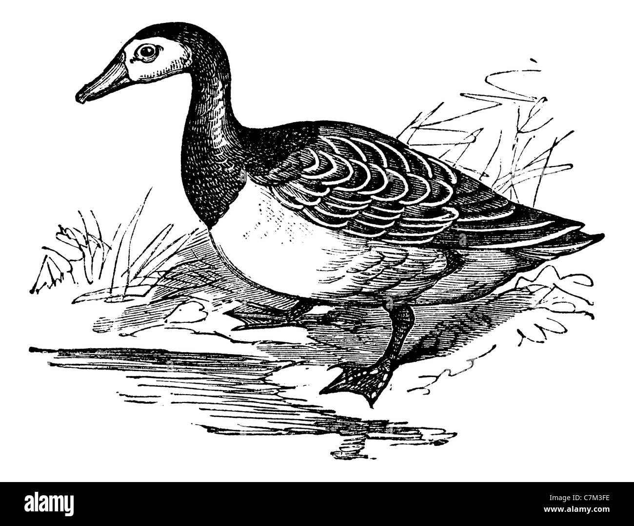 Barnacle goose (Branta leucopsis), vintage engraved illustration. Trousset encyclopedia (1886 - 1891). Stock Photo