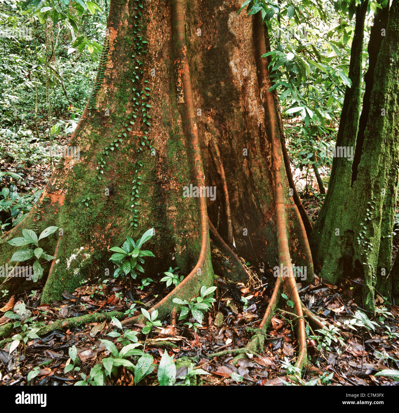 Mulu National Park, Sarawak, Borneo, East Malaysia, aerial roots of hardwood trees, buttress roots, rich undergrowth, floor Stock Photo