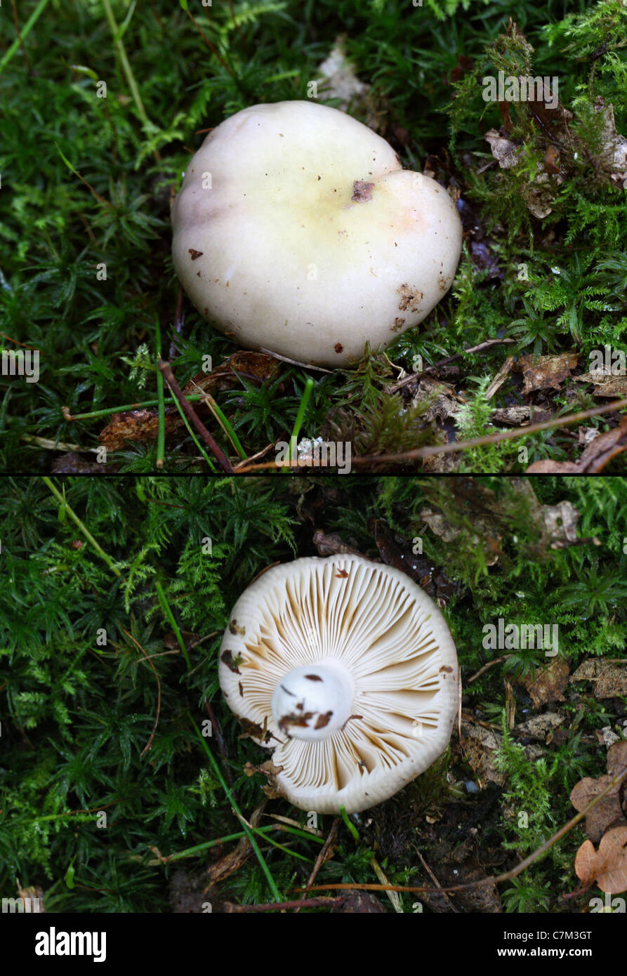 Milkcap, Lactarius uvidus, Russulaceae. Stock Photo