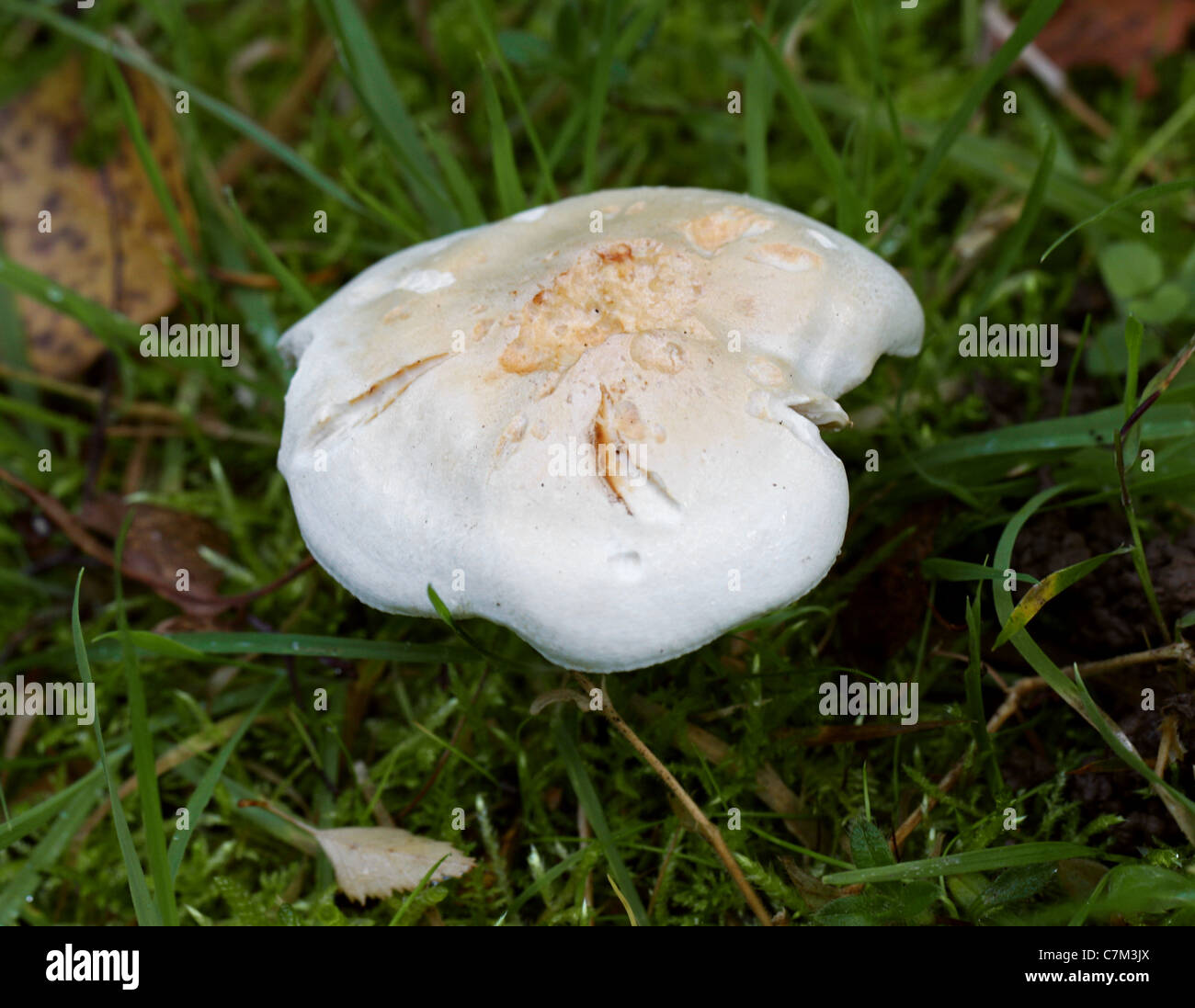White Fungi, Tricholoma stiparophyllum, Tricholomataceae Stock Photo