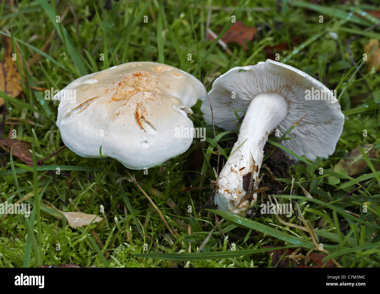 White Fungi, Tricholoma stiparophyllum, Tricholomataceae. Stock Photo