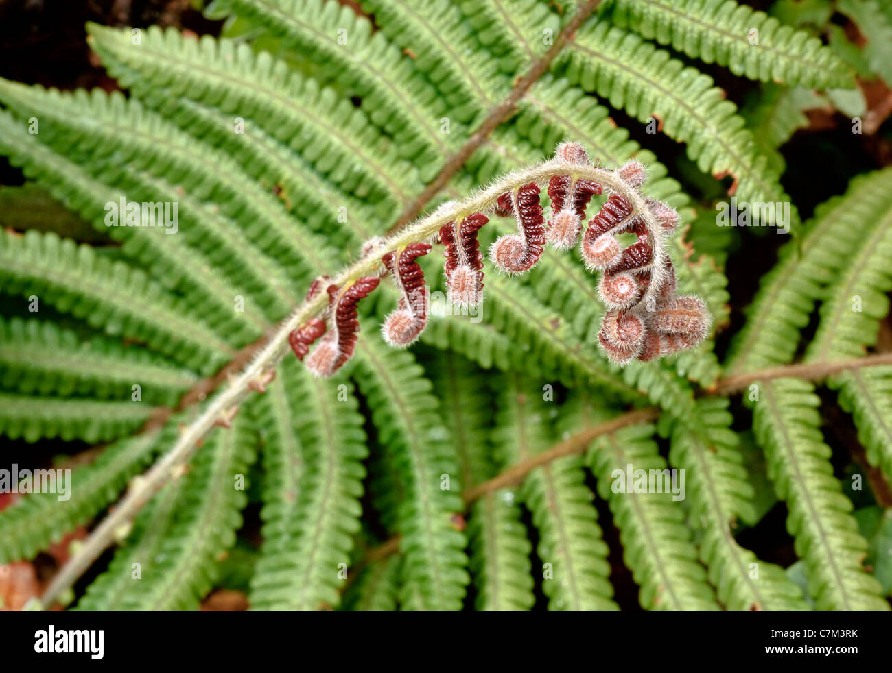 Tropical fern crozier unfolding, Malaysia Stock Photo