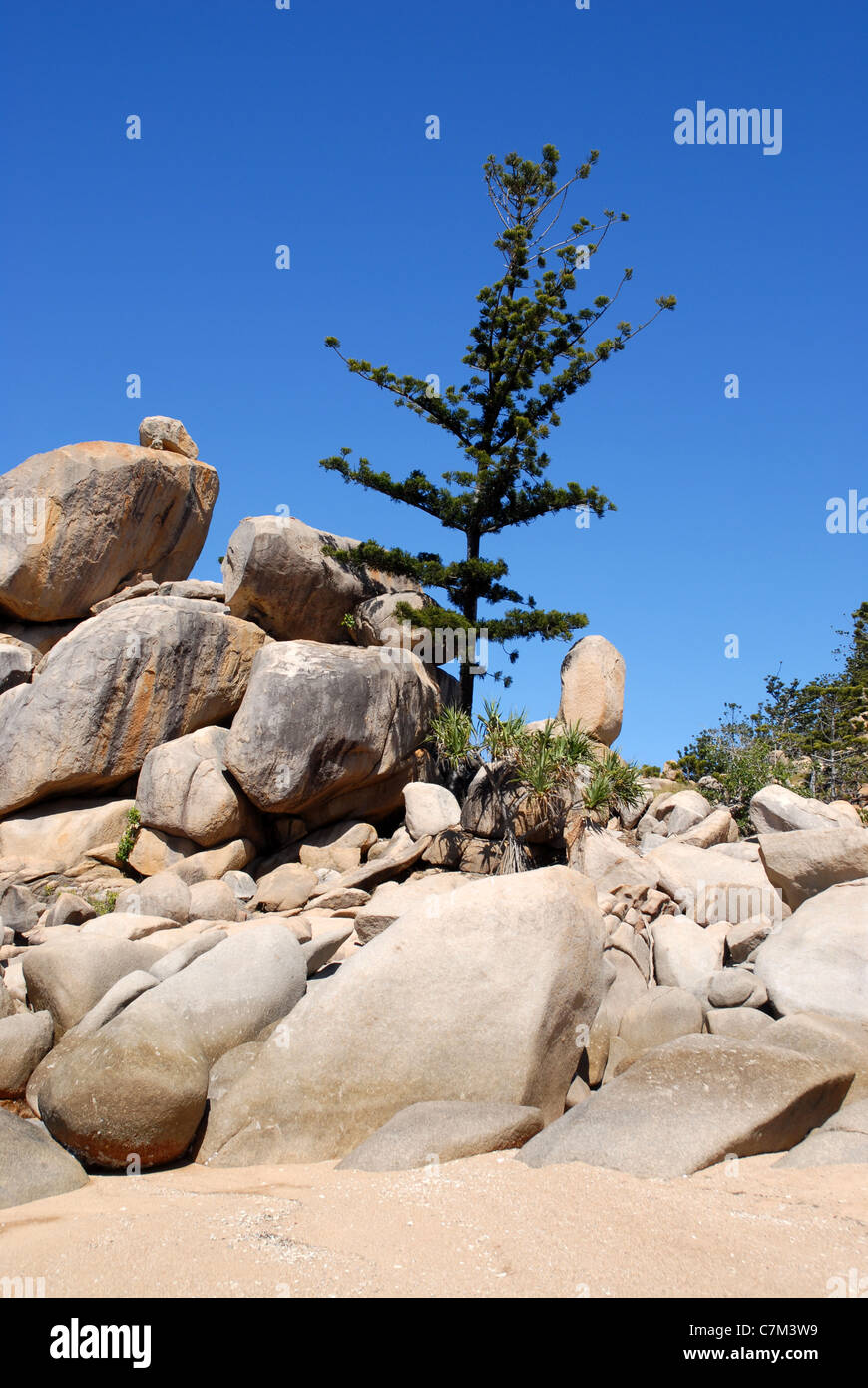 beach, granite rocks and Hoop Pine, Arthur Bay, Magnetic Island, Townsville, Queensland, Australia Stock Photo