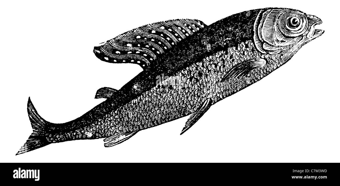 Arctic grayling or Thymallus arcticus, Shadow Spotted, vintage engraved illustration. Trousset encyclopedia (1886 - 1891). Stock Photo