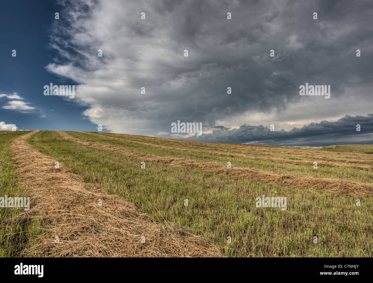 Prairie Road Storm Clouds Saskatchewan Canada field Stock Photo - Alamy