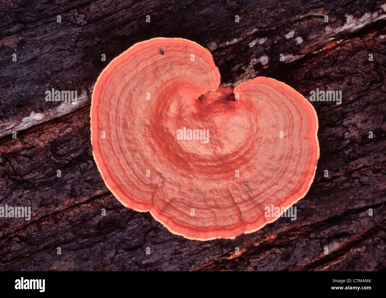 Tropical fungi growing on the forest floor, Mulu National Park, Sarawak, Borneo, East Malaysia Stock Photo