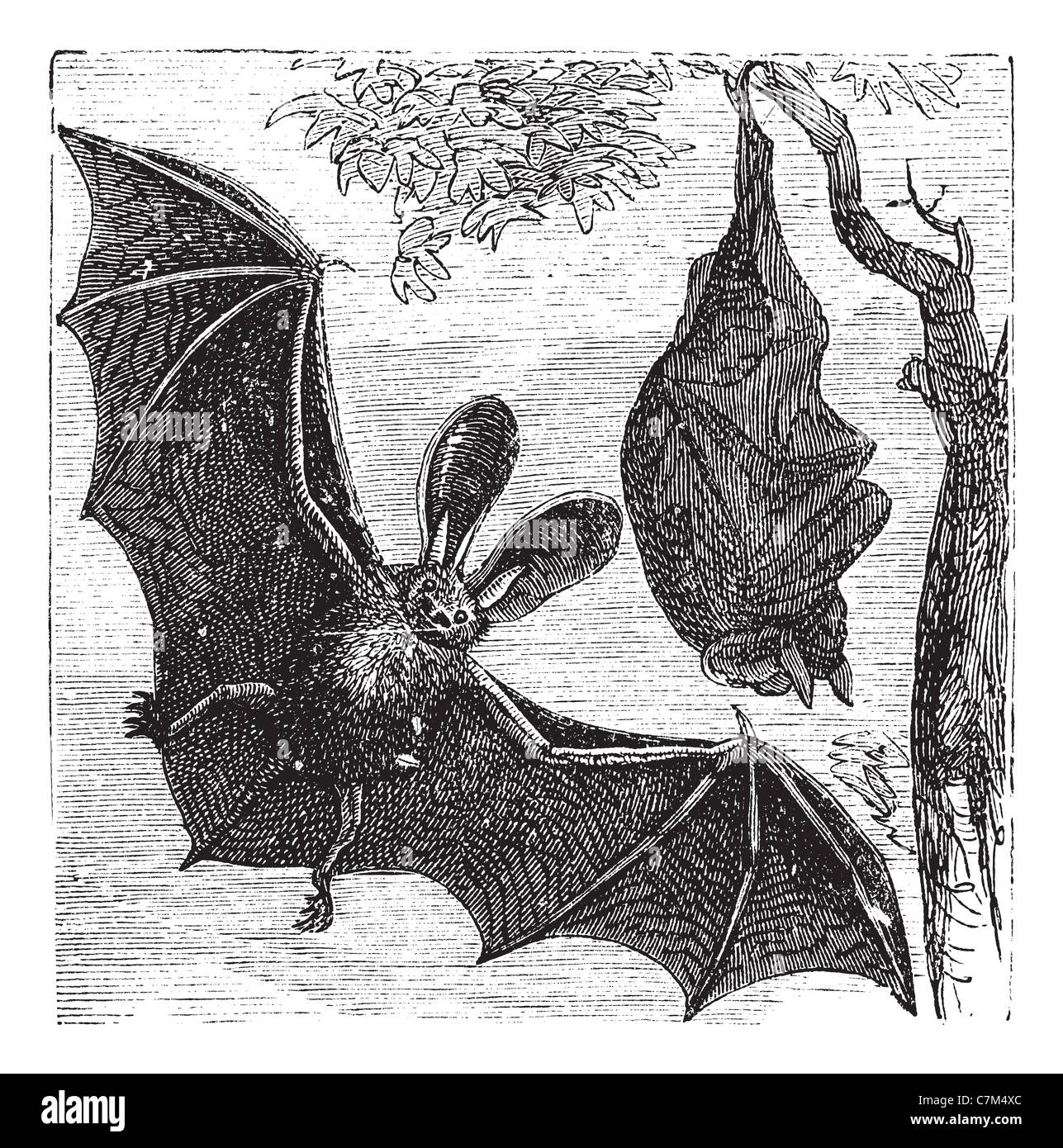 Нетопырь лесной на белом фоне. Тест найди на картинке. Найди зайку на картинке. Бабочка утка и летучая мышь. Бабочка "летучая мышь".