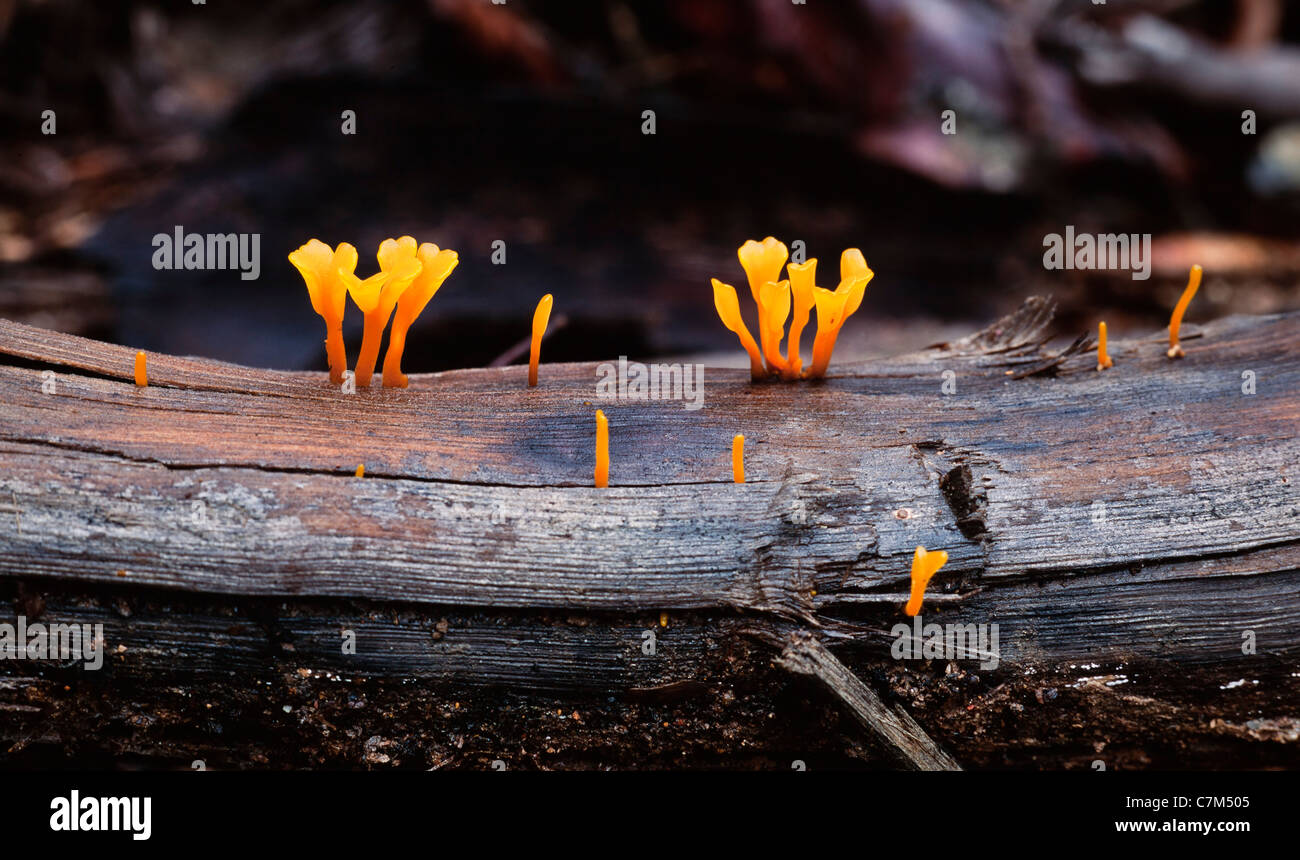 Tropical fungi growing on the forest floor, Mulu National Park, Sarawak, Borneo, East Malaysia Stock Photo