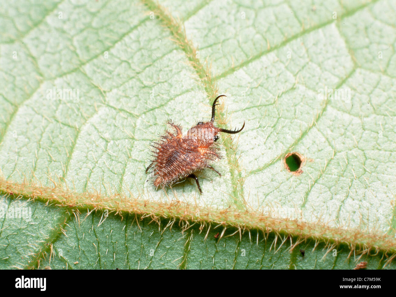 Antlion type insect larval stage, Mulu National Park, Sarawak, Borneo, East Malaysia Stock Photo