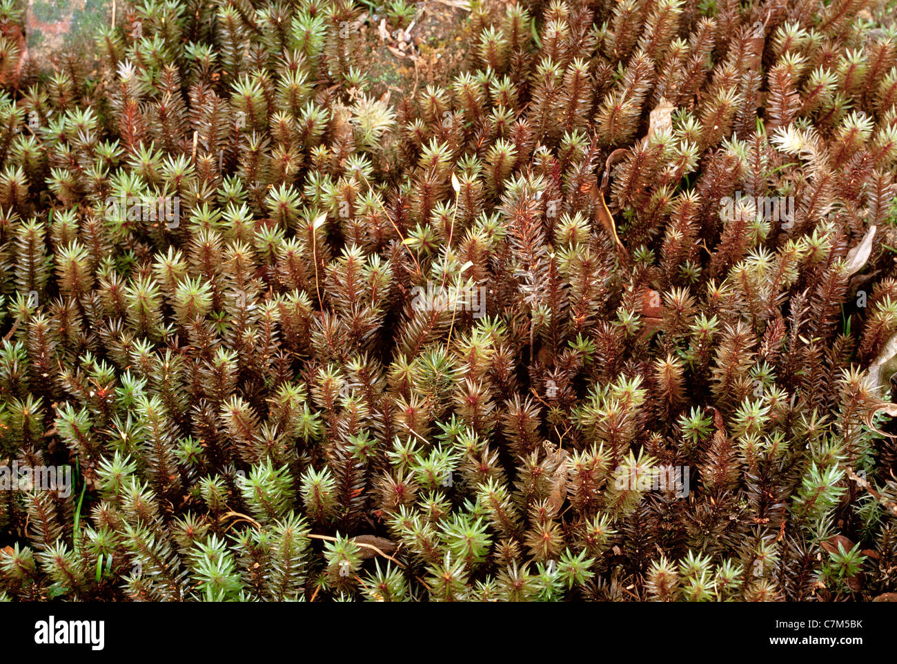 Forest mosses, Mulu National Park, Sarawak, Borneo, East Malaysia Stock Photo