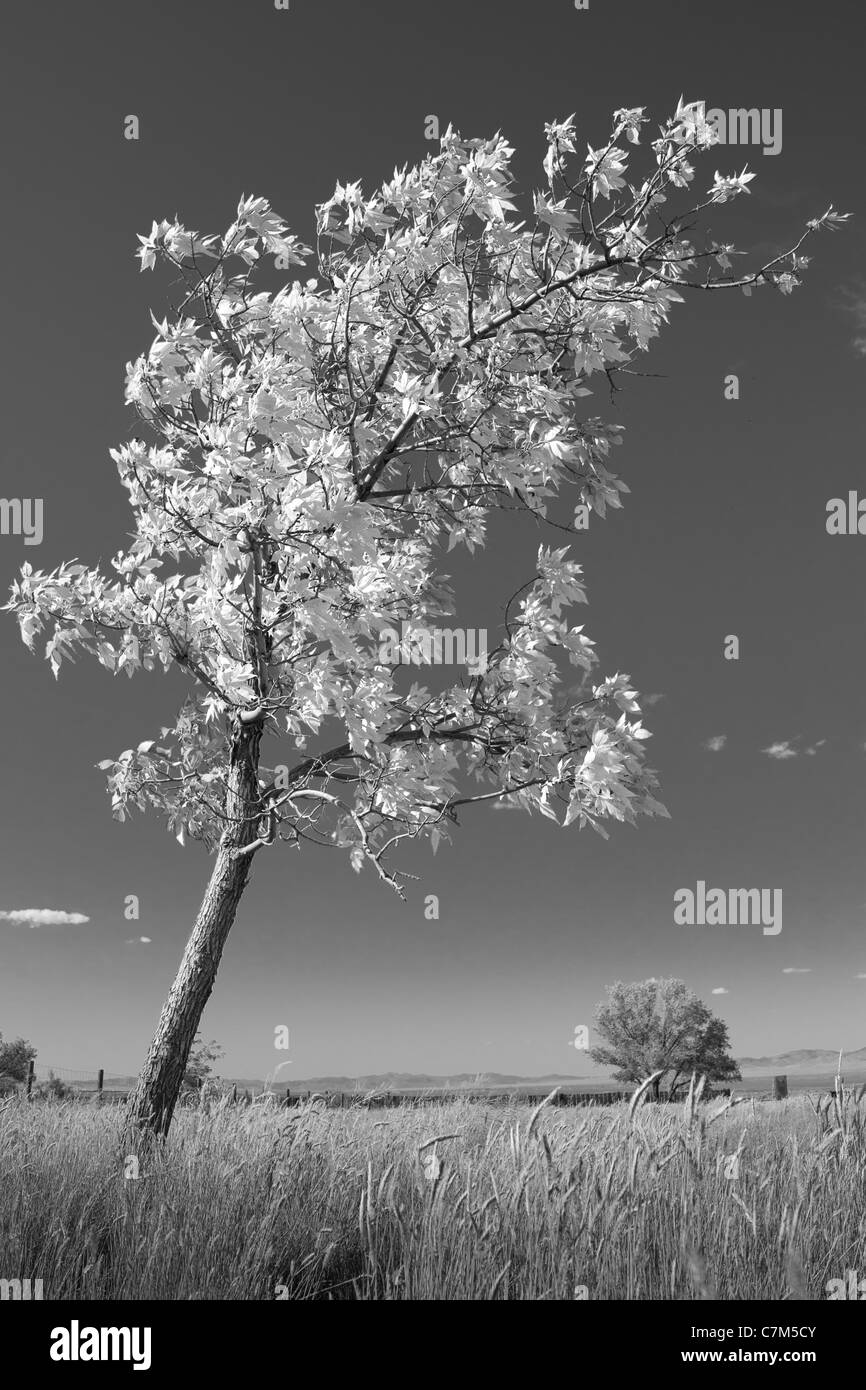 Black and white leaning tree hi-res stock photography and images - Alamy