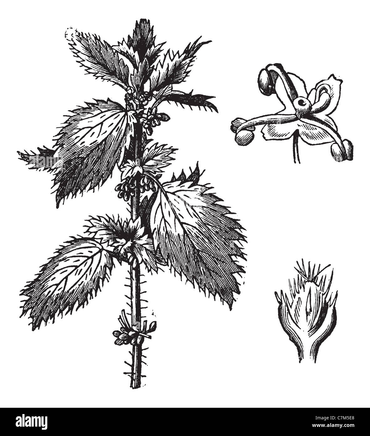 Stinging nettleblack, with the staminate flowers and pistillate flowers, vintage engraved illustration. Trousset encyclopedia. Stock Photo