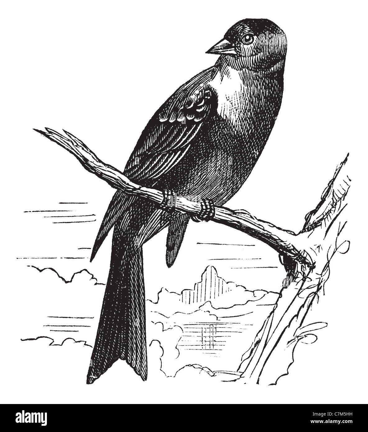 Ortolan bird, Emberiza hortulana or Ortolan Bunting, vintage engraved illustration. Trousset encyclopedia (1886 - 1891). Stock Photo