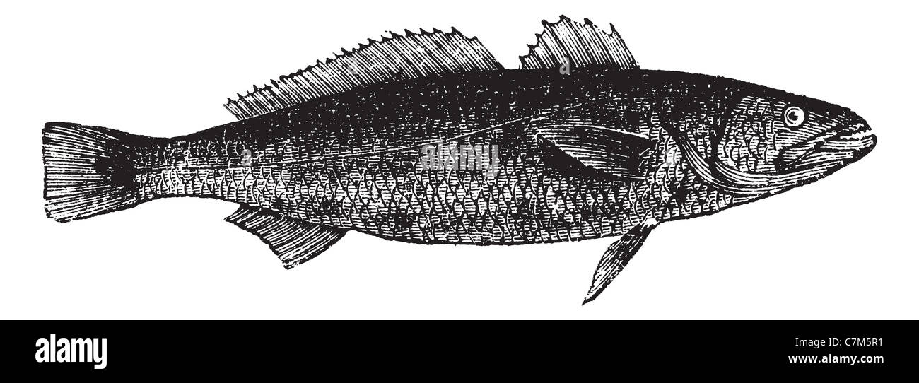 Otholithes ruber or Tiger toothed croaker fish isolated on white ...