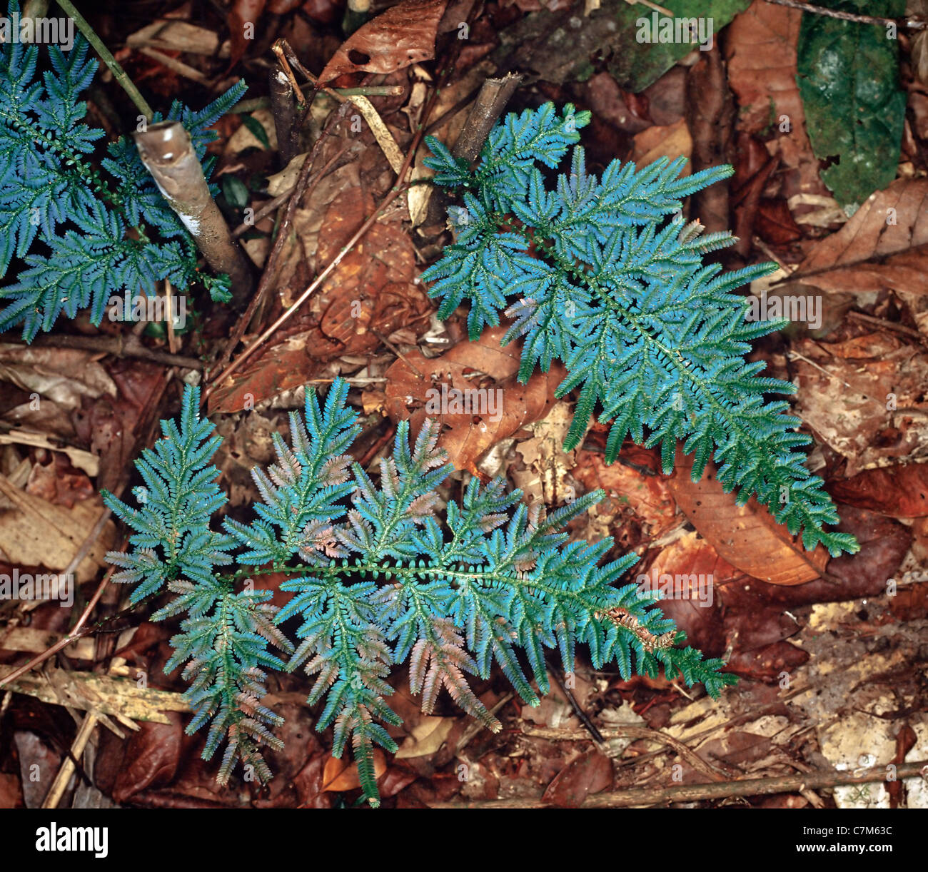 Forest ferns growing on the forest floor, Mulu National Park, Sarawak, Borneo, East Malaysia Stock Photo