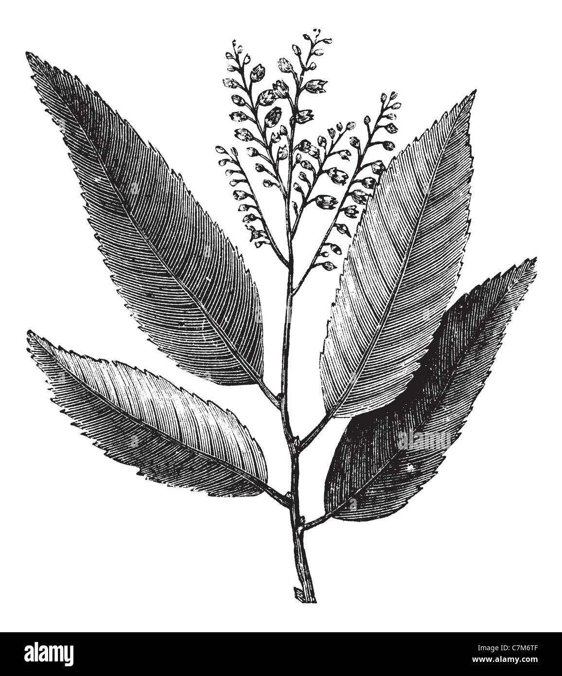 Sourwood or Oxydendrum arboreum, showing flowers, vintage engraved illustration. Trousset encyclopedia (1886 - 1891). Stock Photo