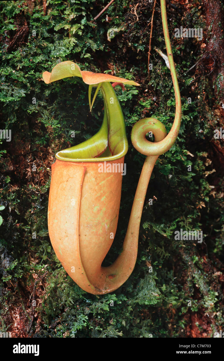 Pitcher plant, Nepenthes bicalcarata (upper pitcher) Mulu National Park, Sarawak, Borneo, East Malaysia Stock Photo