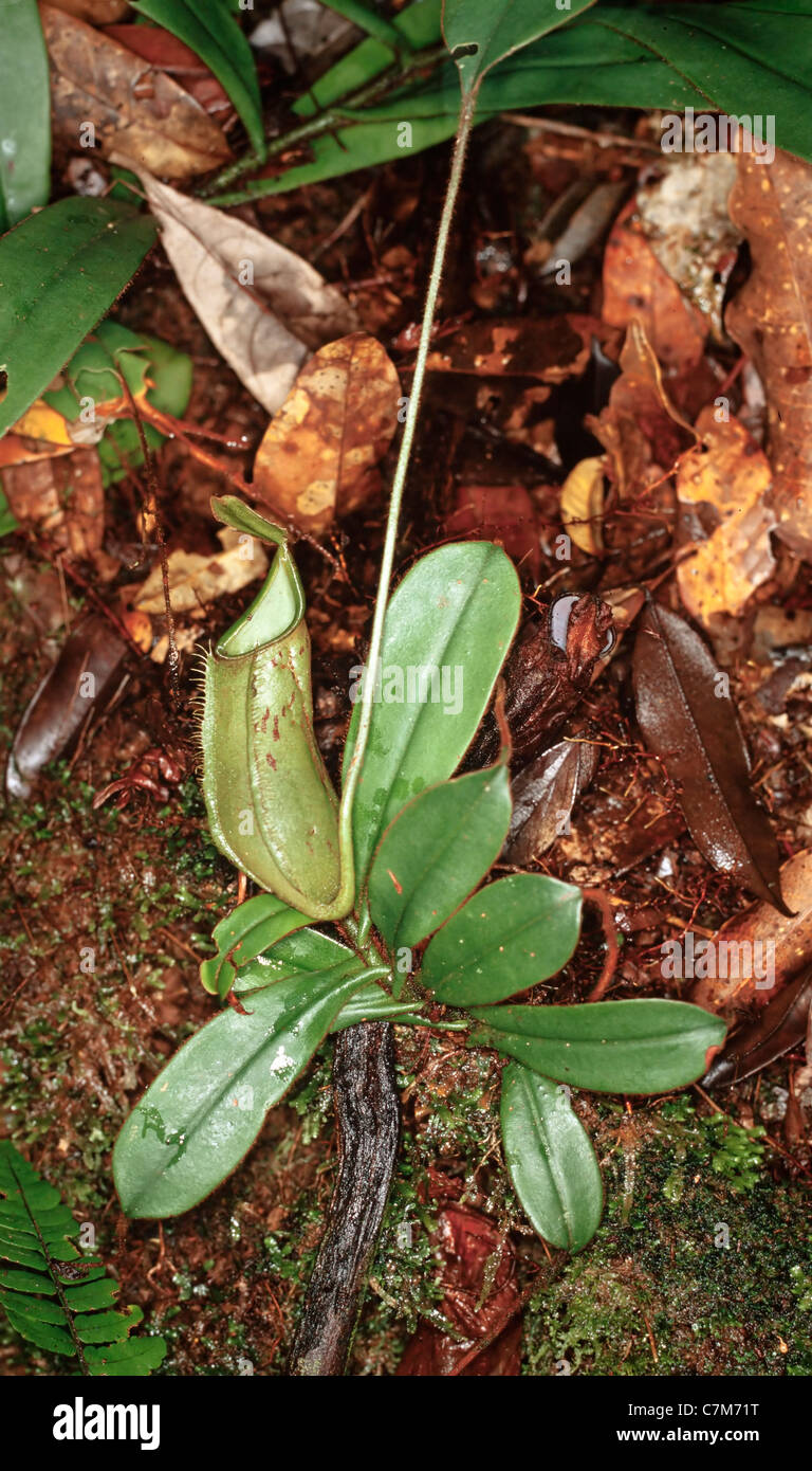 Pitcher plant, Nepenthes hirsuta, Mulu National Park, Sarawak, Borneo, East Malaysia Stock Photo