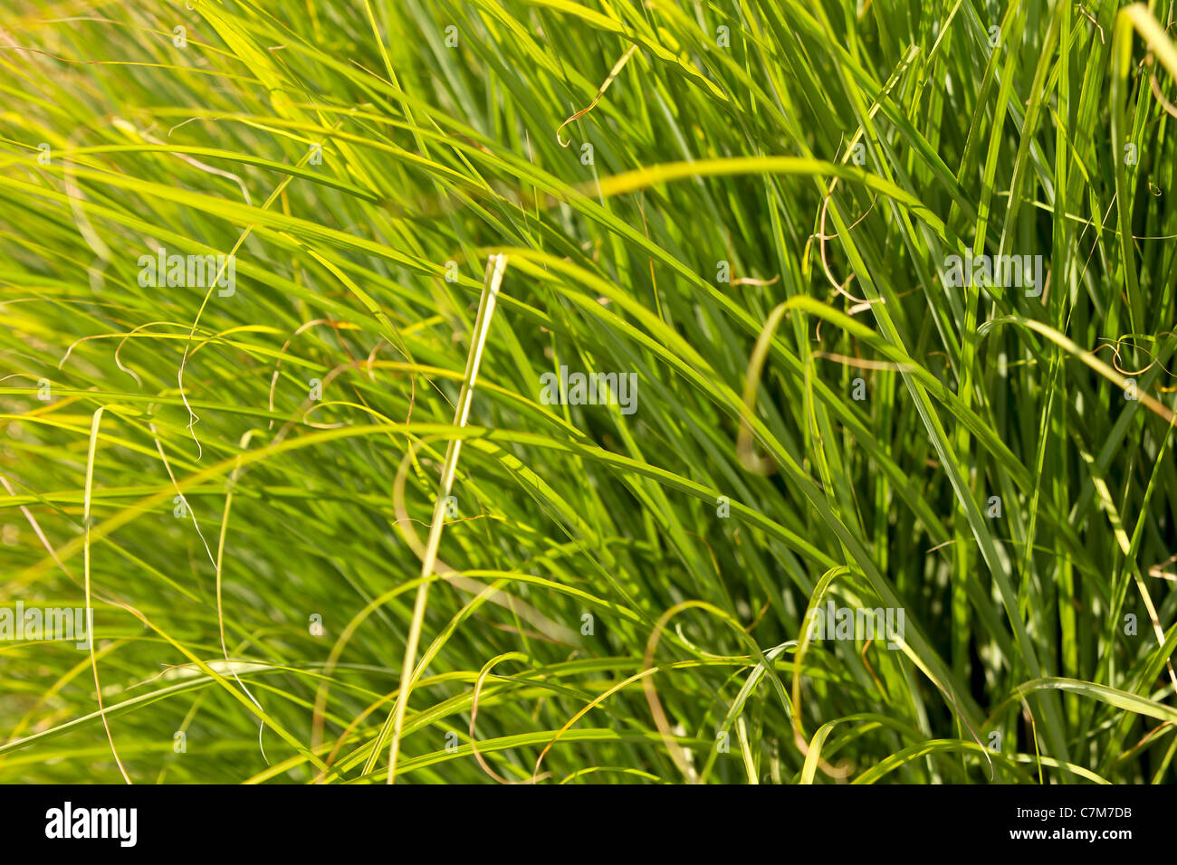 Prairi Dropseed Ornamental Grass Closeup Background Stock Photo