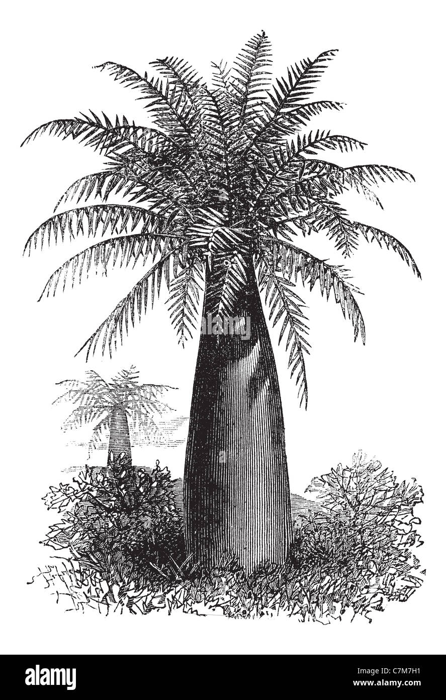 Chilean Wine Palm or Jubaea chilensis, vintage engraved illustration. Trousset encyclopedia (1886 - 1891). Stock Photo